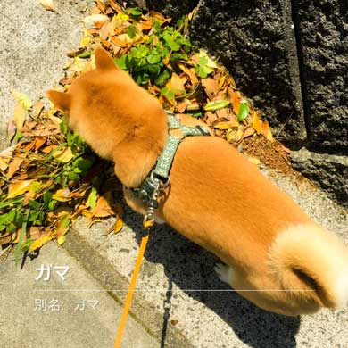 夢 サイズ 犬用パン 沸き立つ 柴 犬 食パン 丸かじり