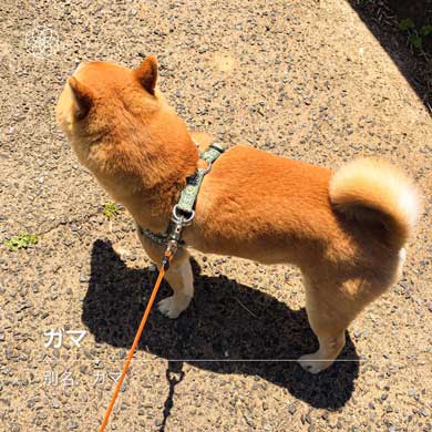 夢 サイズ 犬用パン 沸き立つ 柴 犬 食パン 丸かじり