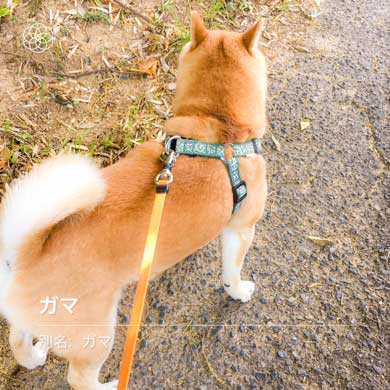夢 サイズ 犬用パン 沸き立つ 柴 犬 食パン 丸かじり