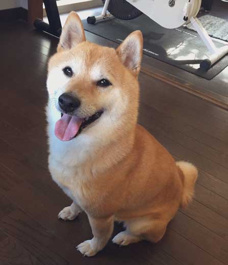 夢 サイズ 犬用パン 沸き立つ 柴 犬 食パン 丸かじり