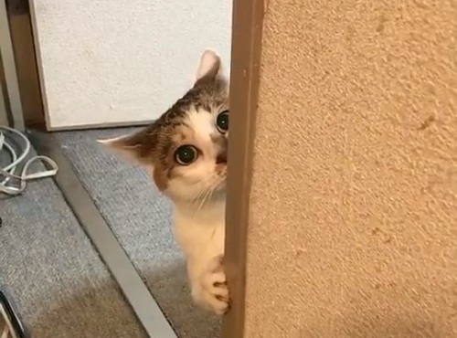 ひょっこりニャン