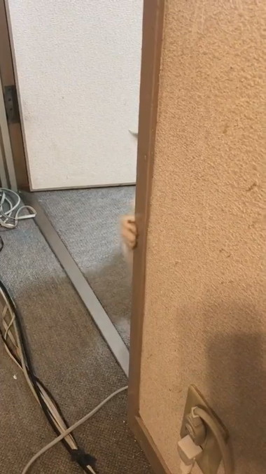 ひょっこりニャン