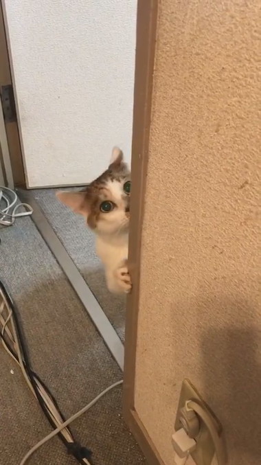 ひょっこりニャン