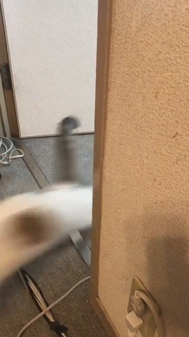 ひょっこりニャン