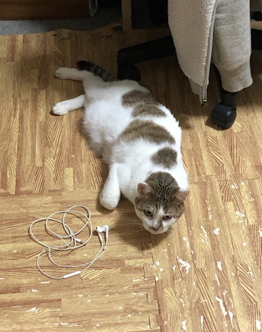 ひょっこりニャン