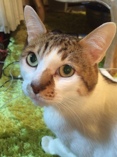 ひょっこりニャン