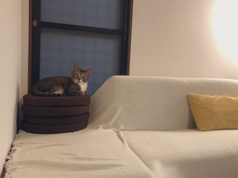 座布団の上のネコちゃん
