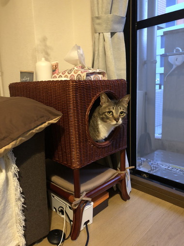 カゴの中ののネコちゃん