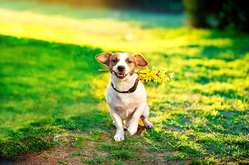犬のフィラリア予防