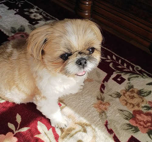 犬のフィラリア予防