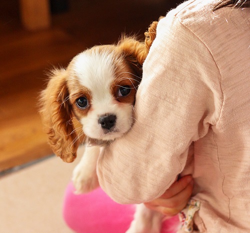 犬のフィラリア予防