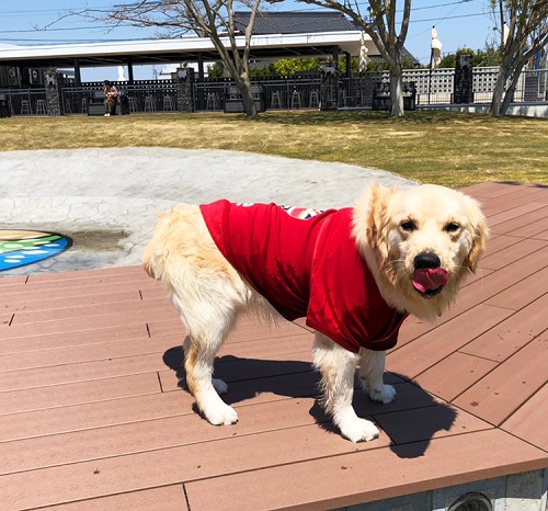 犬のフィラリア予防