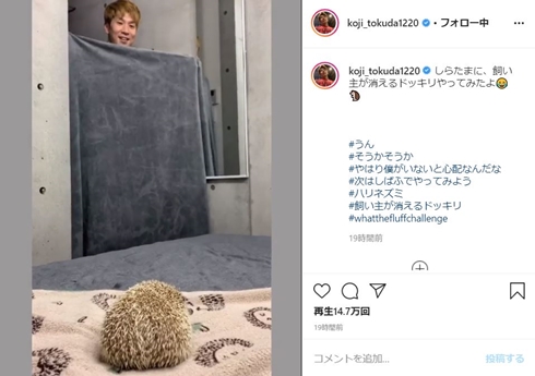 コージ・トクダ ブリリアン ハリネズミ しらたま しばふ ドッキリ