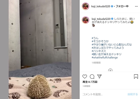 コージ・トクダ ブリリアン ハリネズミ しらたま しばふ ドッキリ