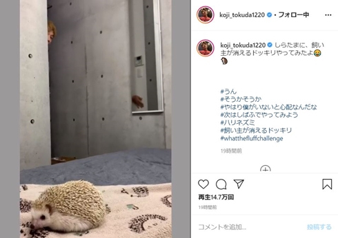 コージ・トクダ ブリリアン ハリネズミ しらたま しばふ ドッキリ