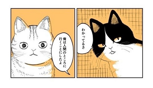 野良のボス猫が保護されようとする話