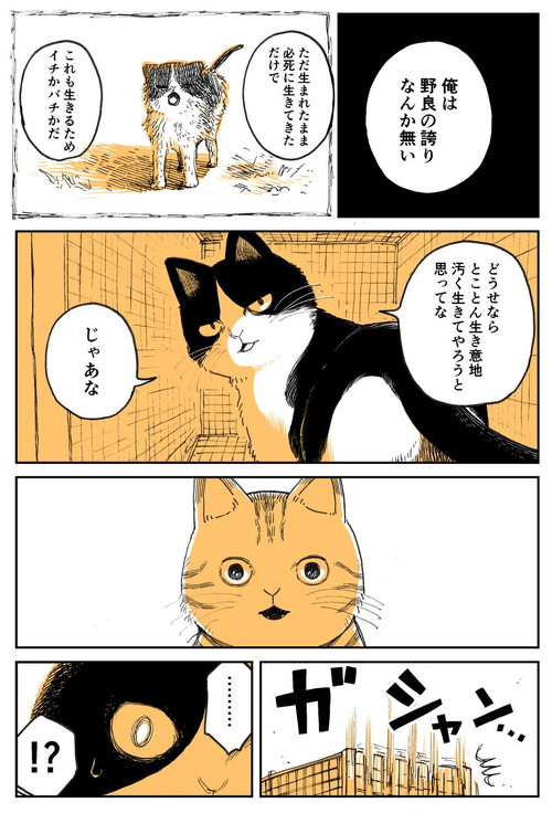 野良のボス猫が保護されようとする話