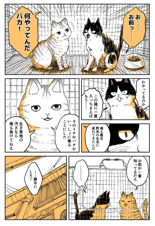 野良のボス猫が保護されようとする話