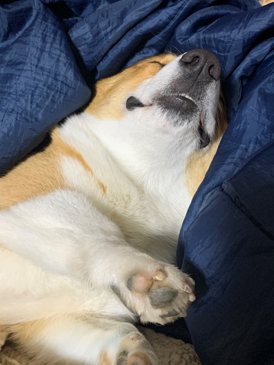 スパイクさんスヤァ