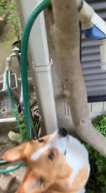 ブチアゲスパイクさん