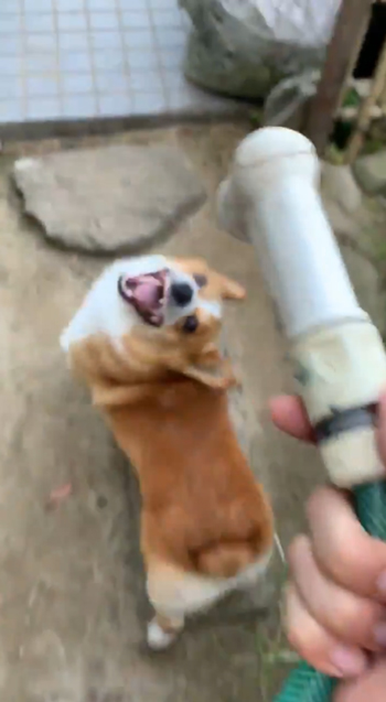 シャワーヘッドとスパイクさん