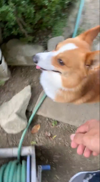 蛇口確認スパイクさん