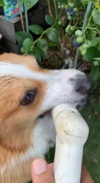 シャワーヘッドをがぶり