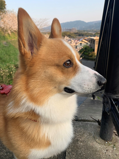 スパイクさんの横顔