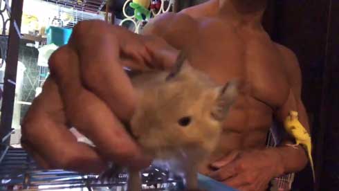 テグーマウス サイドチェスト 筋肉 モフモフ 動物 マッチョ インコ BIGKILLER