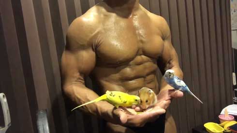 テグーマウス サイドチェスト 筋肉 モフモフ 動物 マッチョ インコ BIGKILLER