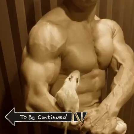 テグーマウス サイドチェスト 筋肉 モフモフ 動物 マッチョ インコ BIGKILLER