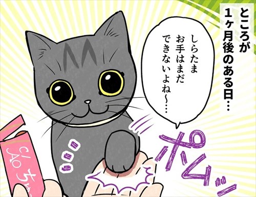 猫にお手を教えた結果