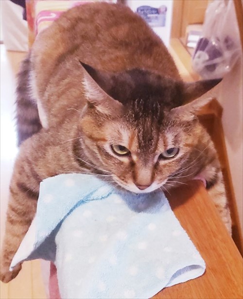 猫にお手を教えた結果