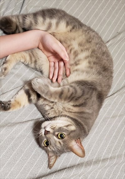 猫にお手を教えた結果