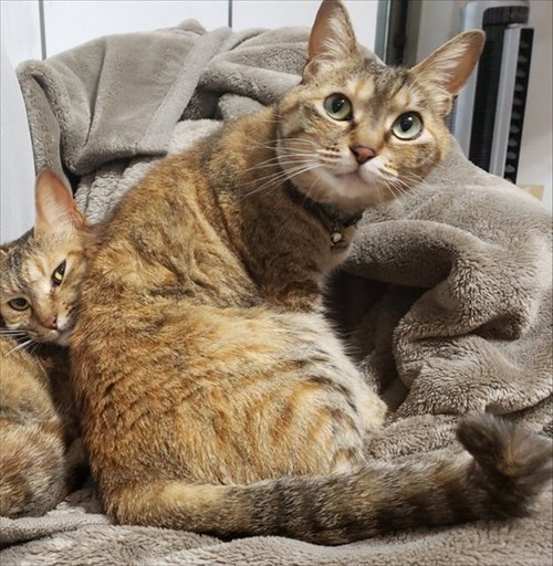 猫にお手を教えた結果