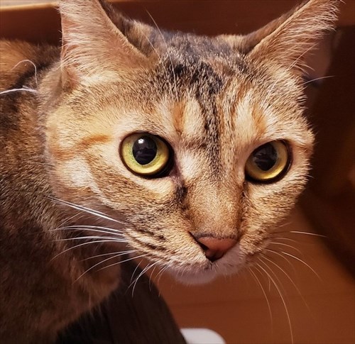 猫にお手を教えた結果