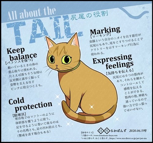 猫にお手を教えた結果