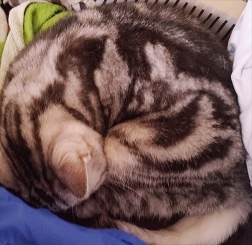 猫にお手を教えた結果