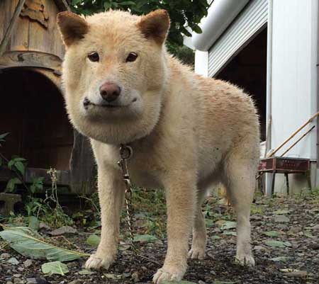 マムシ かまれた 犬 顔 腫れ