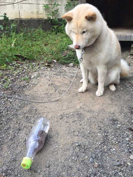 マムシ かまれた 犬 顔 腫れ