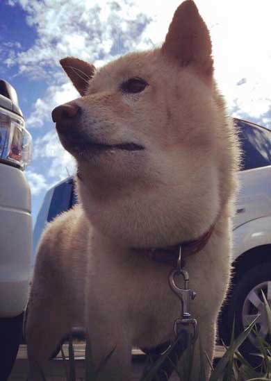 マムシ かまれた 犬 顔 腫れ