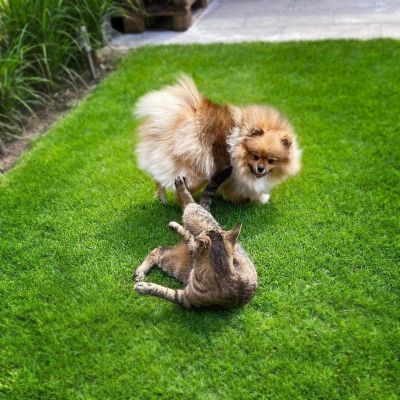 living in the Netherlands