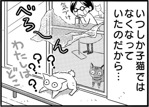 網戸に登るネコちゃん