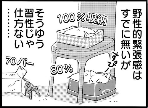 にゃストアイテム