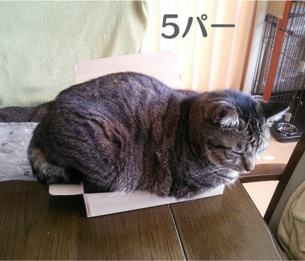 にゃストアイテム