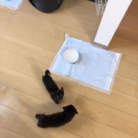 おしゃべりねこ