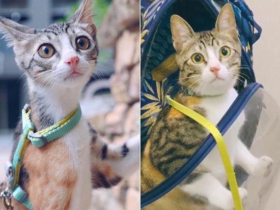 リードをつけた猫ちゃん