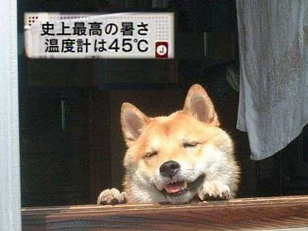 犬 さいたま