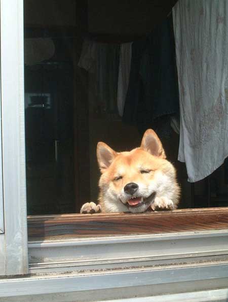 史上最高の暑さ 犬 無気力な犬 元ネタ 飼い主 さいたま コラ 柴犬