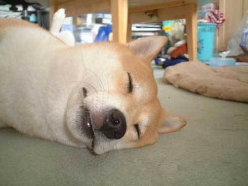 史上最高の暑さ 犬 無気力な犬 元ネタ 飼い主 さいたま コラ 柴犬